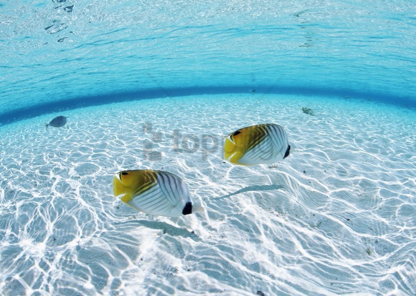 bottom butterfly couple fish sea shallow water wallpaper PNG transparent photos massive collection