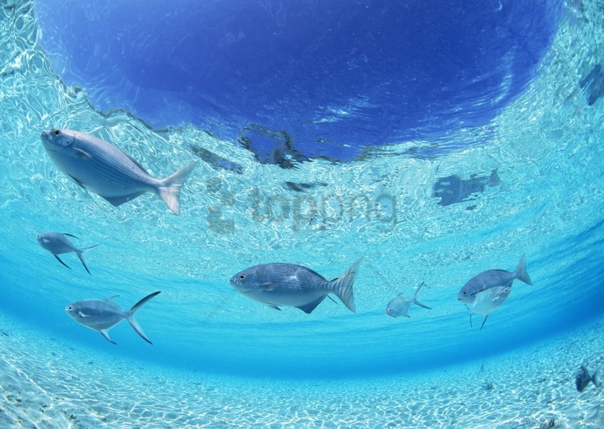 bottom fish sea shallow water wallpaper Isolated Graphic on HighResolution Transparent PNG