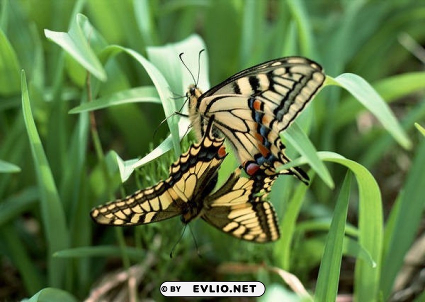 butterflies in the grass wallpaper PNG download free