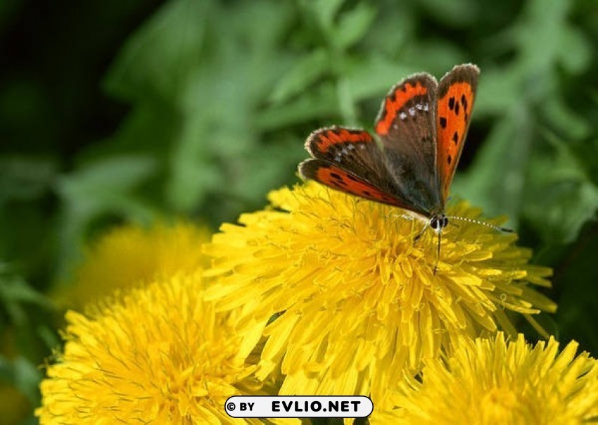 butterfly and dandelions wallpaper PNG Graphic Isolated with Transparency