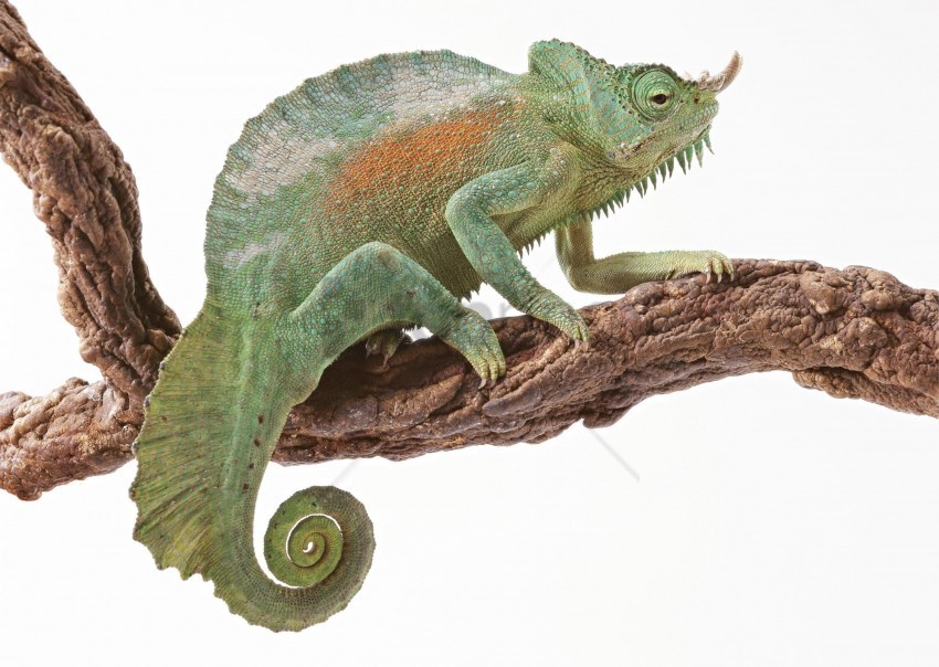 chameleon color reptile tail wallpaper PNG without watermark free