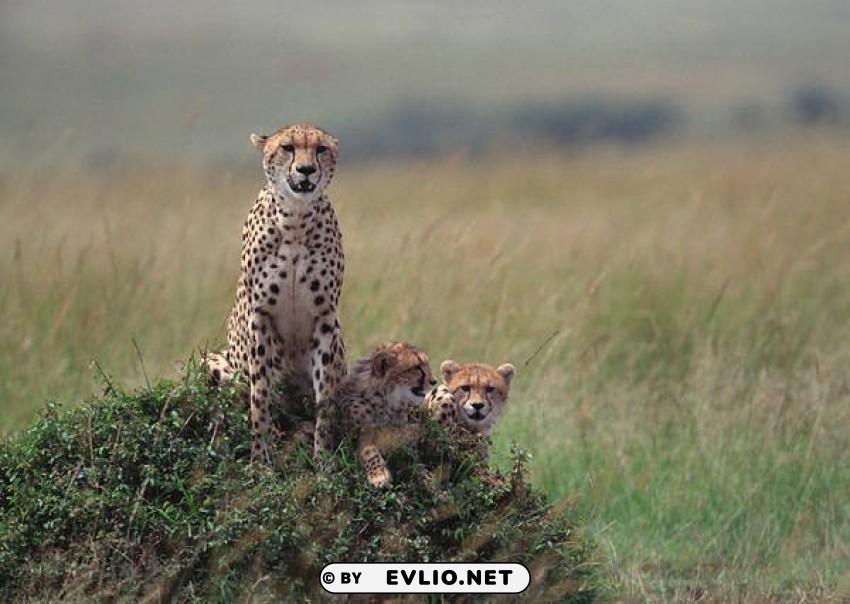cheetah family wallpaper Transparent Background PNG Isolated Design