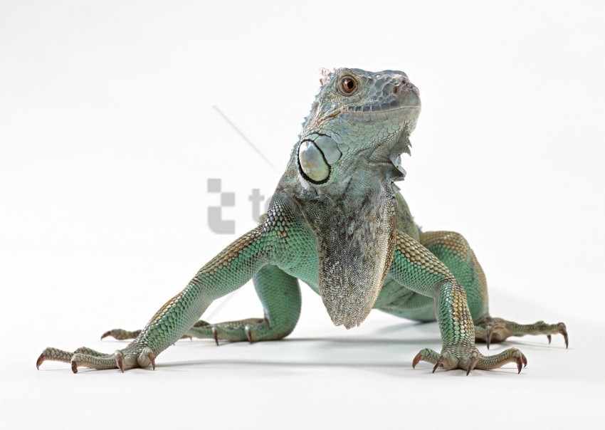 color iguana lizard reptile wallpaper Transparent PNG Illustration with Isolation