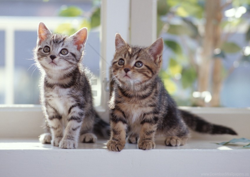 couple kittens tabby window sill wallpaper PNG graphics with clear alpha channel collection