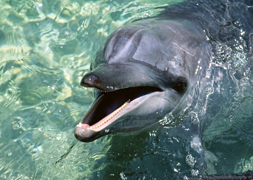 cute dolphin face playful sleek water wallpaper PNG download free
