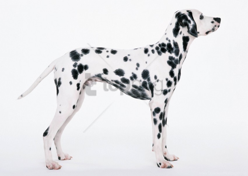 dalmatians painting white wallpaper ClearCut Background PNG Isolated Subject