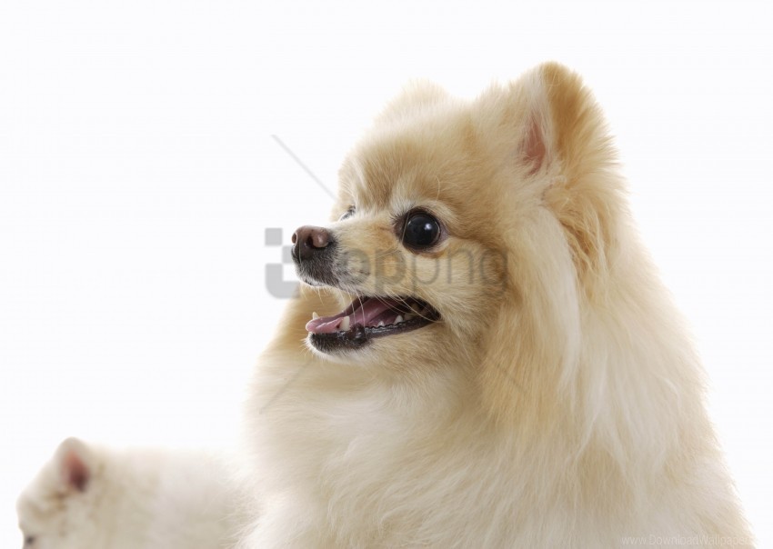 dog feathers white background wallpaper Free download PNG images with alpha channel