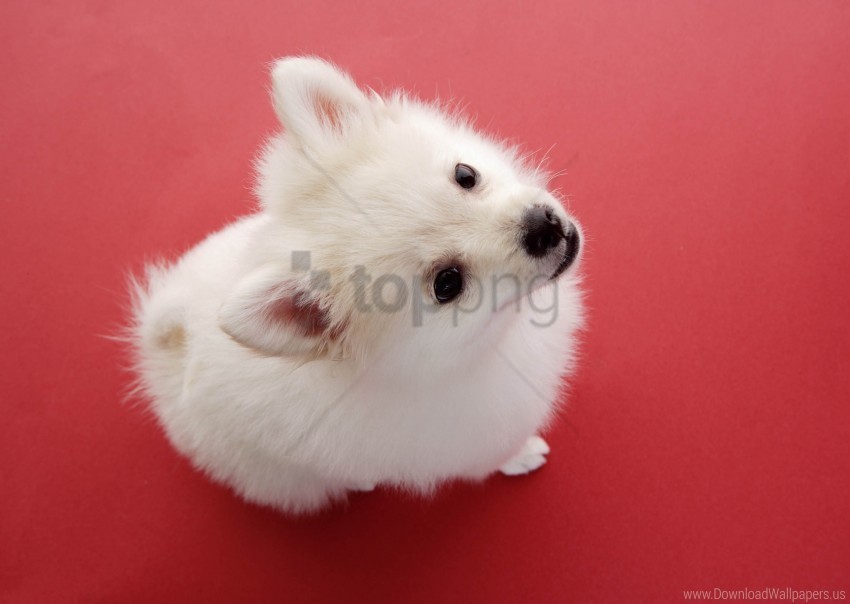 dog fluff red background wallpaper PNG files with clear backdrop assortment