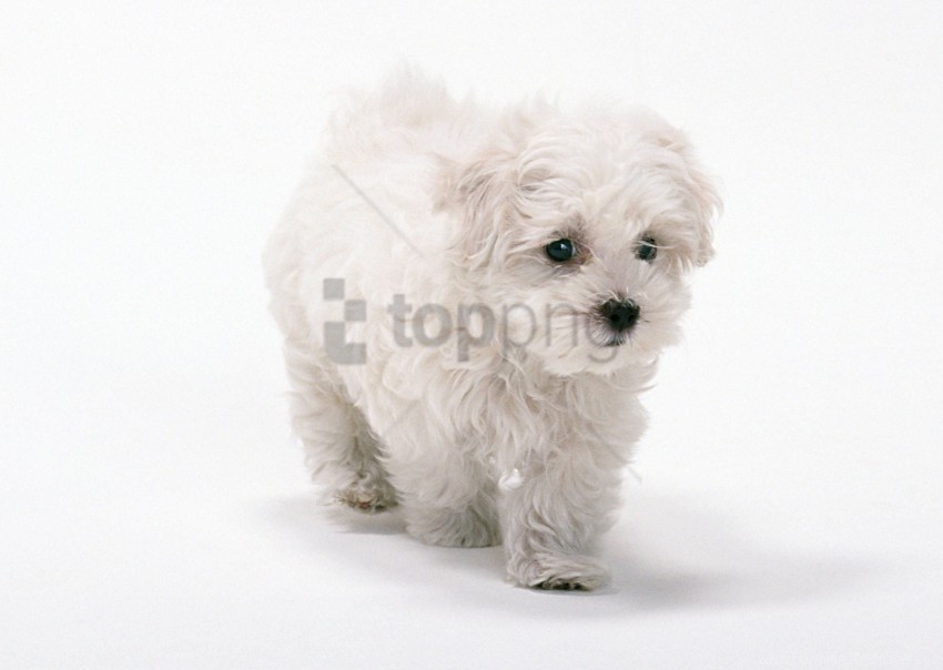 dog white white background wallpaper Isolated Graphic on HighQuality Transparent PNG