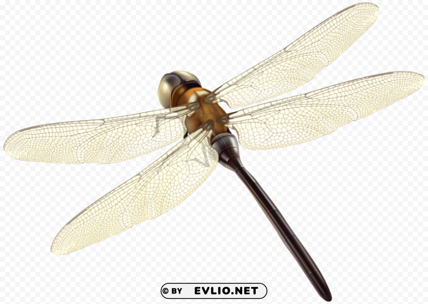 dragonfly PNG images with alpha transparency wide collection