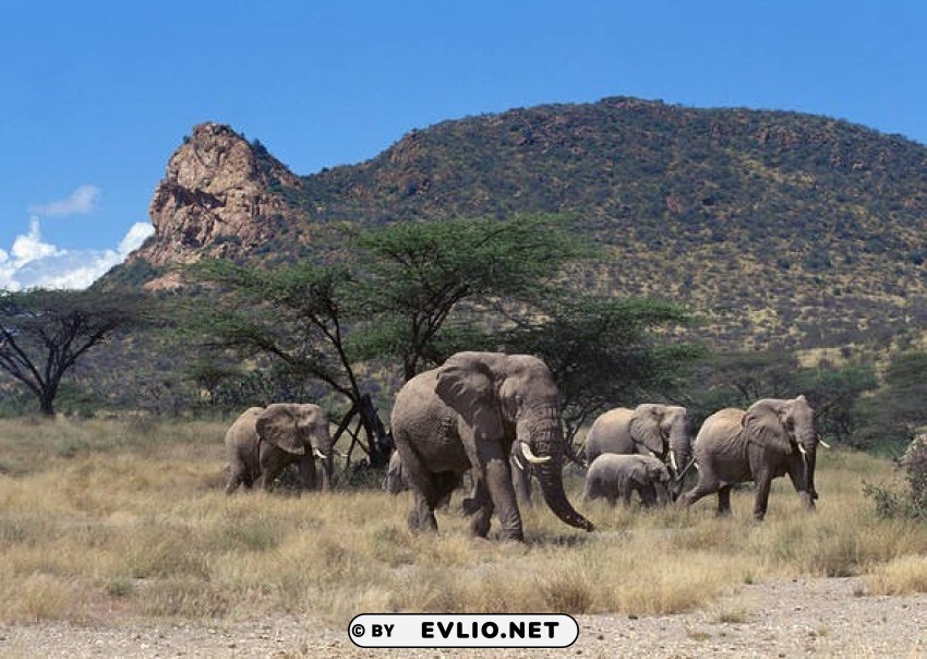 elephant herd wallpaper Transparent Background PNG Isolated Character background best stock photos - Image ID 9ff6a922