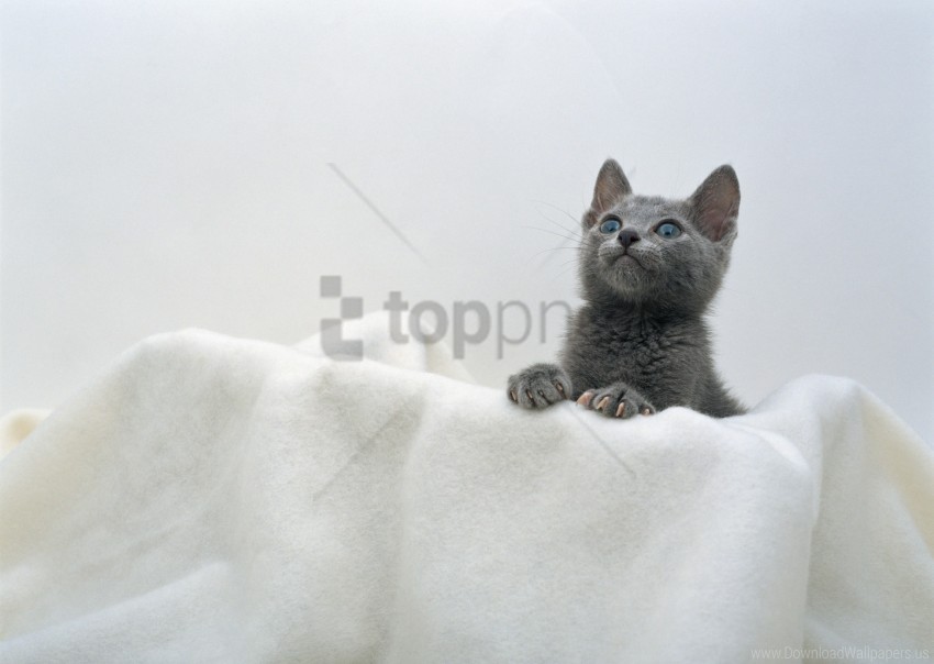 face kitten towel wallpaper PNG images with alpha transparency selection
