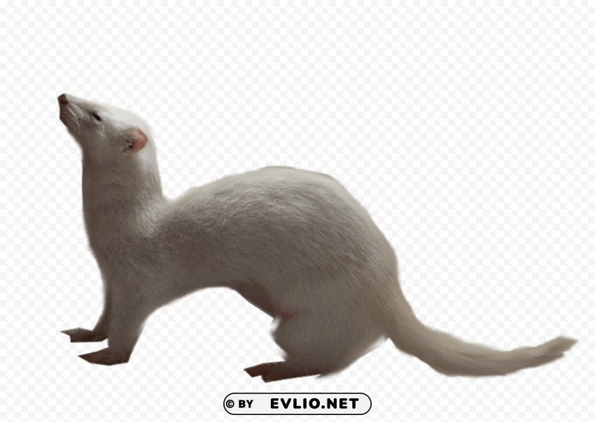 ferret Transparent Background PNG Isolation png images background - Image ID 44dbabc9