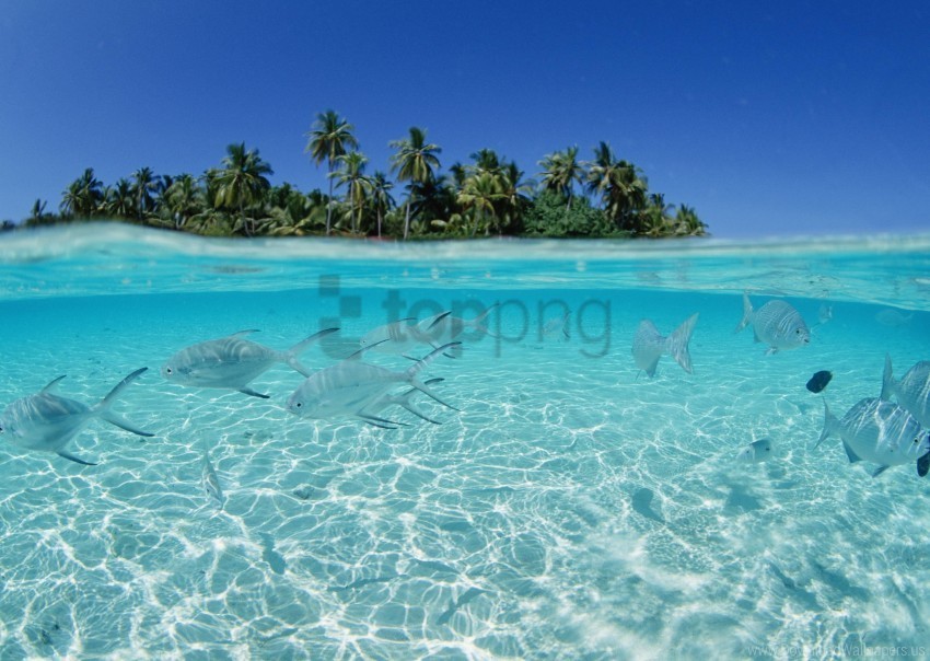 Fish Flock Island Palm Trees Sea Shallow Water Wallpaper Isolated Graphic On HighResolution Transparent PNG