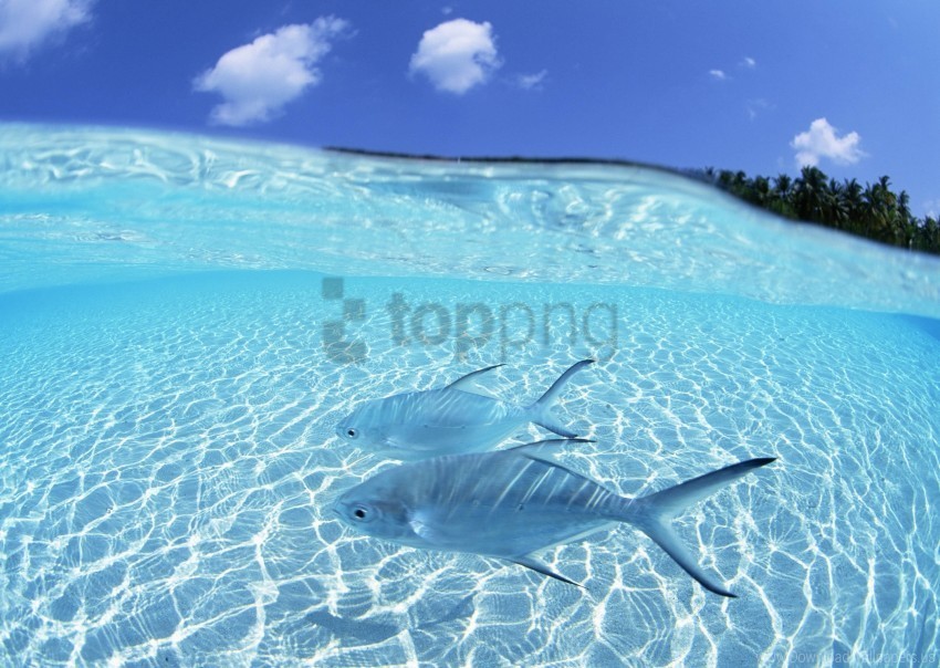 fish island shallow water steam wallpaper PNG Graphic Isolated on Clear Background Detail
