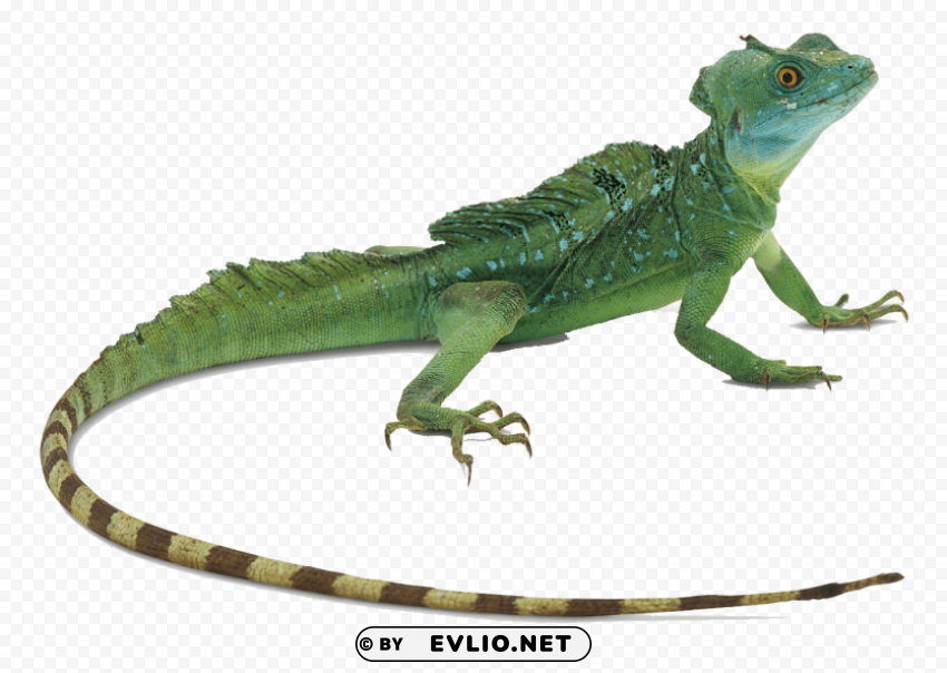 green lizard free desktop PNG transparent pictures for projects
