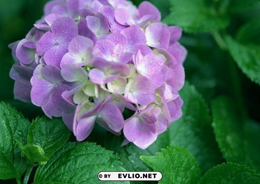 hortensia wallpaper PNG Image Isolated with High Clarity
