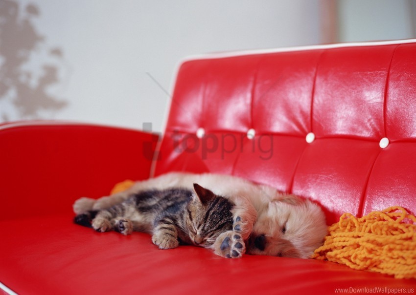 kitten puppy rest sleep sofa wallpaper Clean Background PNG Isolated Art