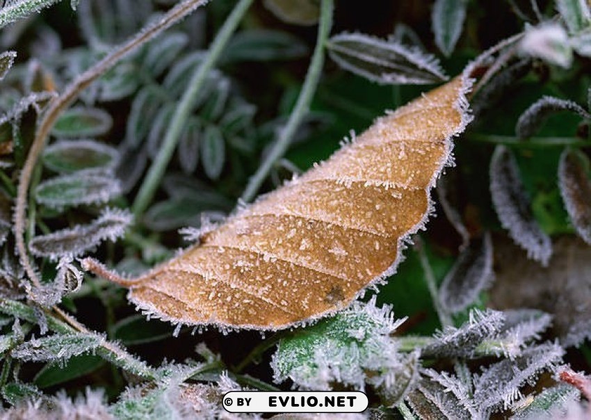 leaves with frost wallpaper PNG pictures with no backdrop needed