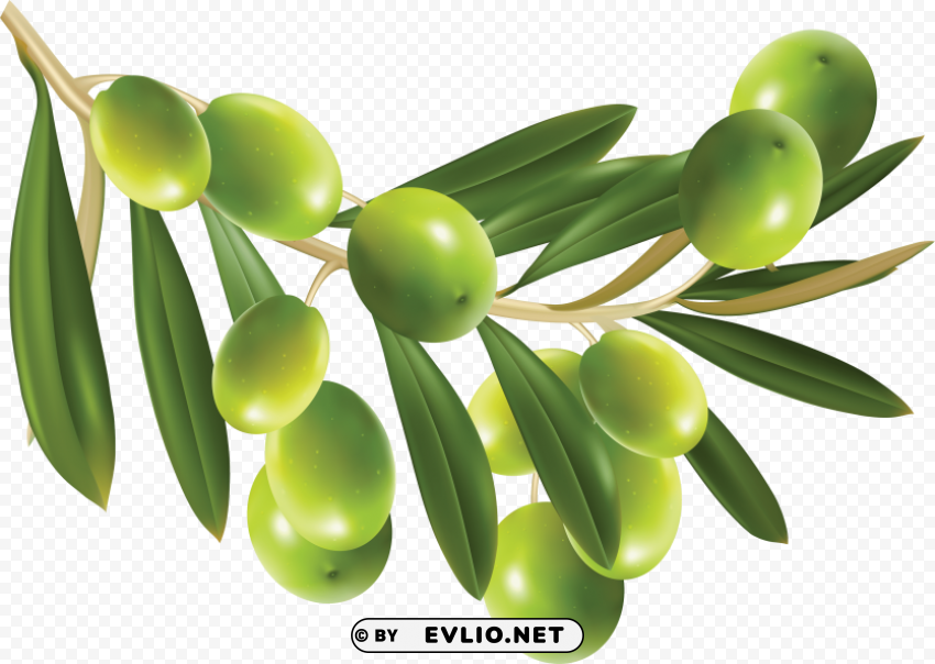 olives PNG files with no backdrop required