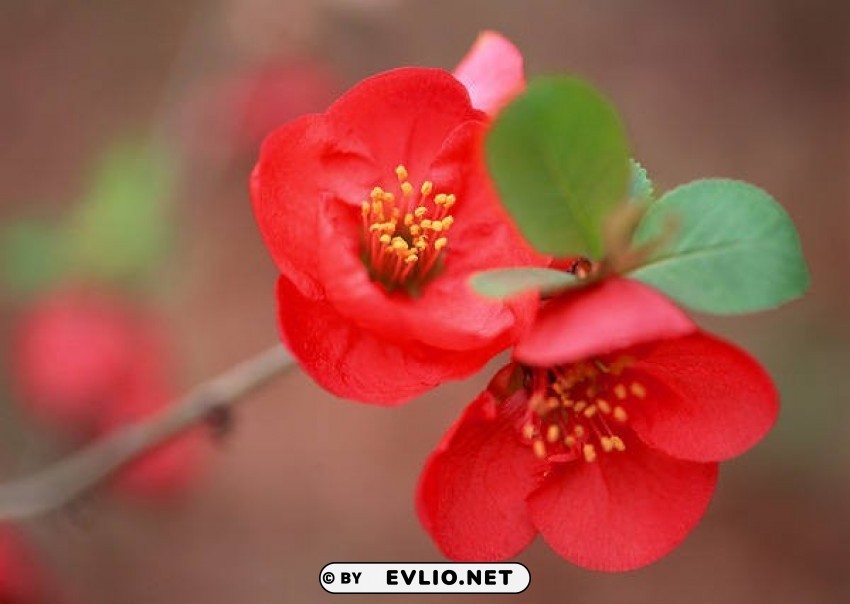 Red Blossom Wallpaper PNG For Use