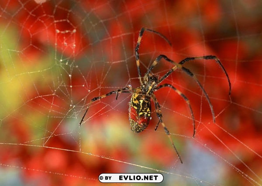 Spider And Spiderweb Red Wallpaper PNG Graphic With Clear Isolation