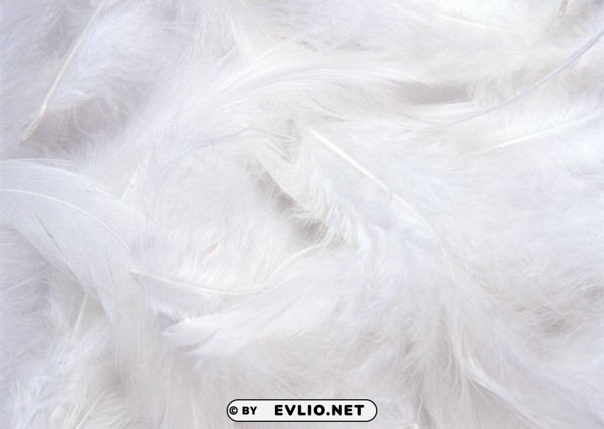 white feathers PNG Isolated Object with Clear Transparency