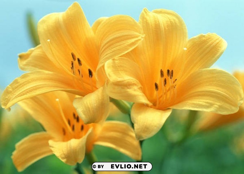 Yellow Flowers Wallpaper PNG Image Isolated With Clear Transparency