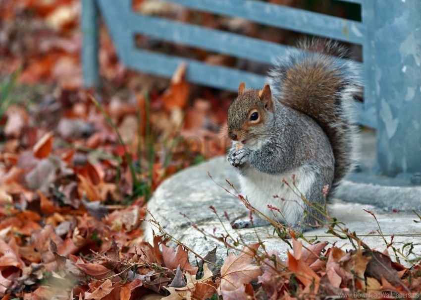 autumn grass leaves park squirrel wallpaper High-resolution PNG
