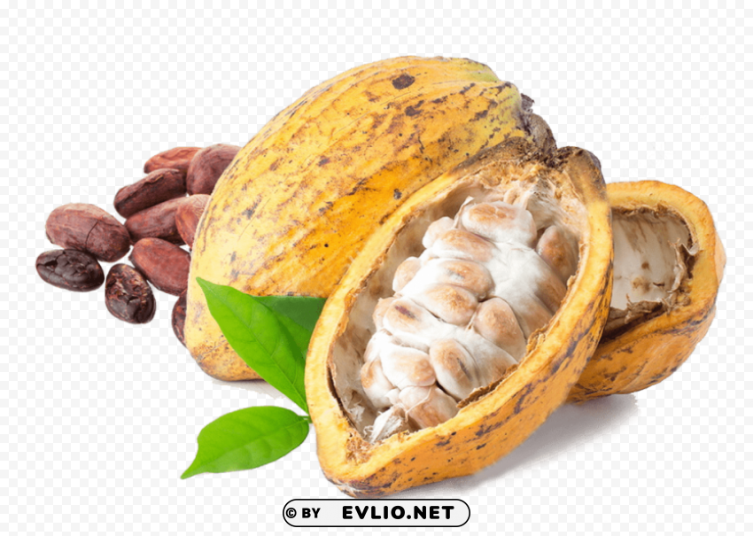 cacao Transparent PNG Isolated Subject Matter