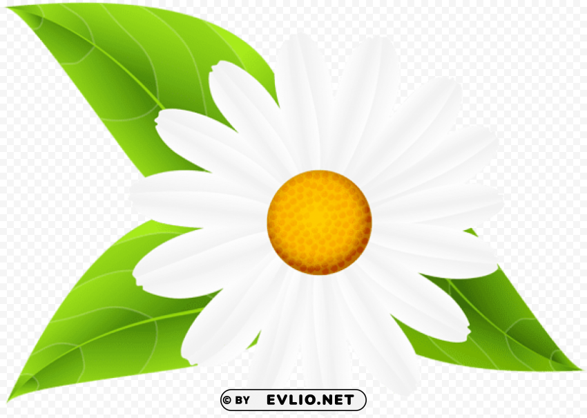 daisy with leaves transparent PNG images with clear alpha layer