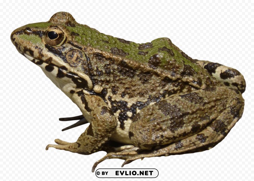 frog Isolated Item on Clear Background PNG