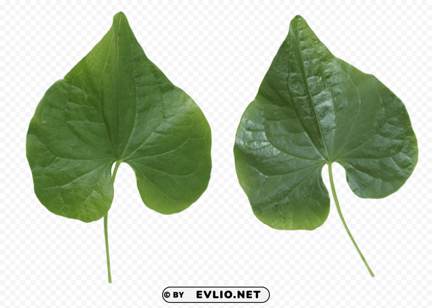 PNG image of green leaves Isolated Item with Transparent Background PNG with a clear background - Image ID 6773211e