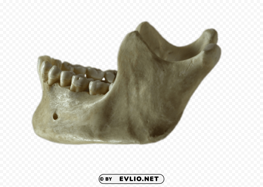 mandible PNG photo without watermark