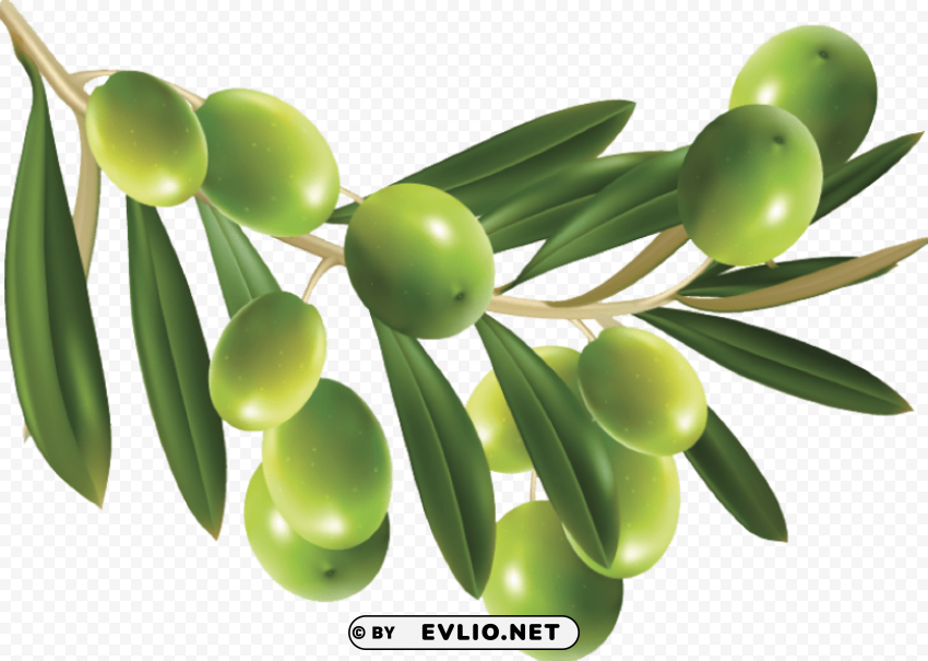 olive Transparent Background PNG Object Isolation
