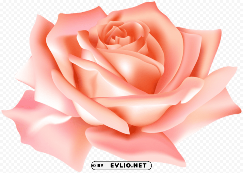 peach rose flower PNG Isolated Subject with Transparency