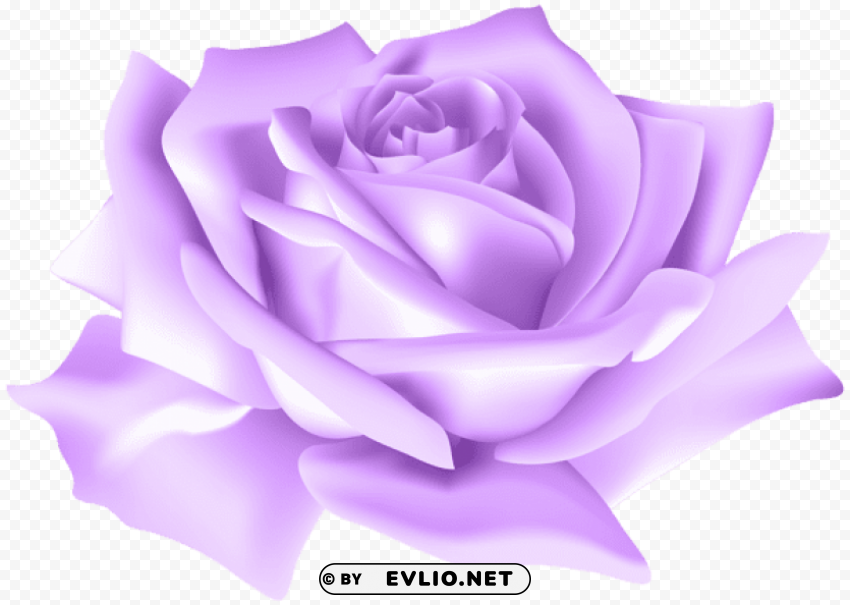 purple rose flower PNG no watermark