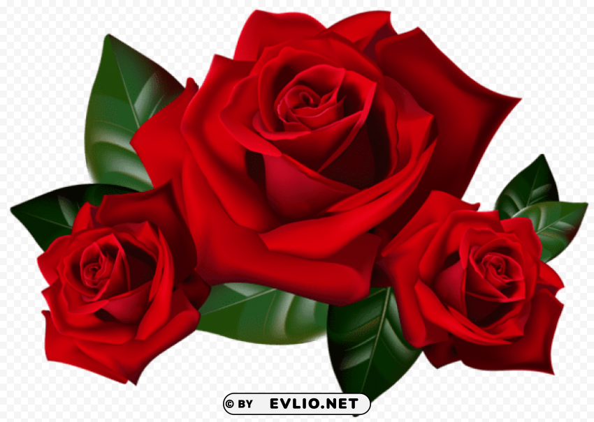red rosespicture Isolated Illustration in Transparent PNG
