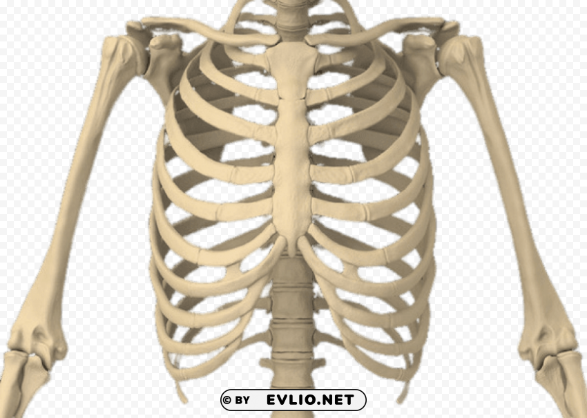 rib cage PNG pictures without background