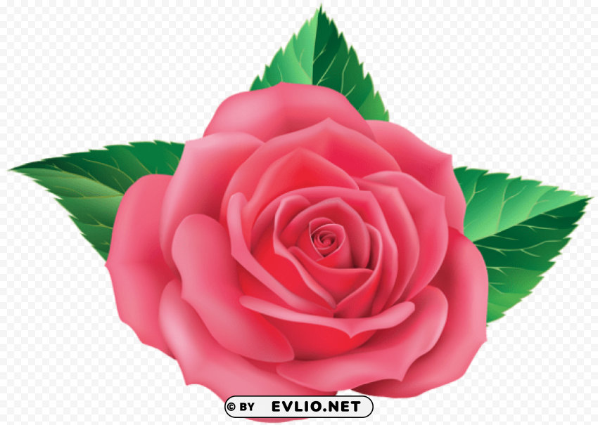 rose Isolated Graphic on Clear Transparent PNG