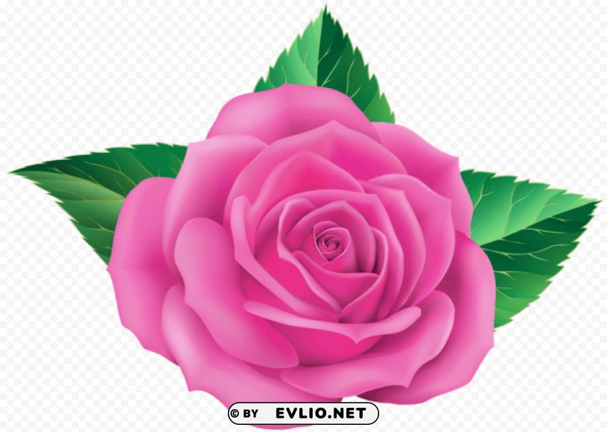 Rose Pink Isolated Graphic Element In HighResolution PNG