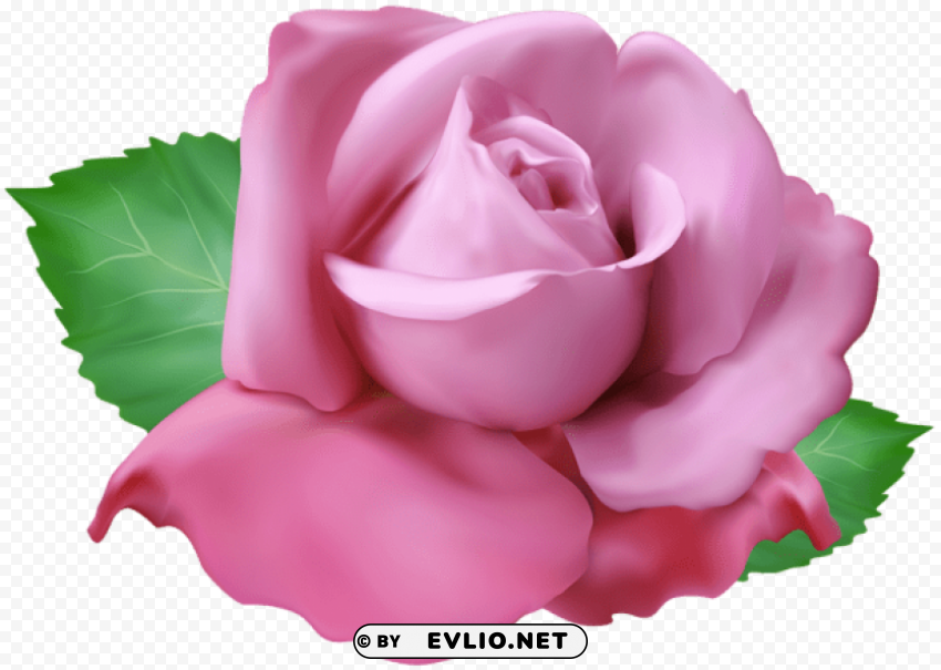 soft pink rose Isolated Artwork with Clear Background in PNG