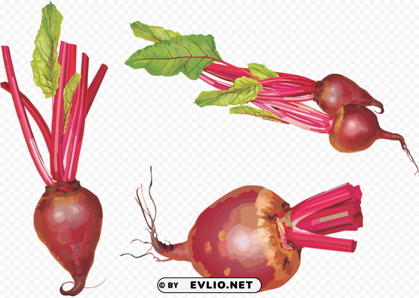 beet Free PNG images with transparent layers diverse compilation