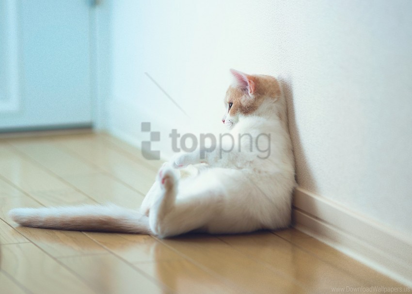 Cat Sitting Thick Wall Wallpaper Transparent PNG Photos For Projects