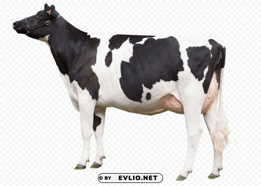 cow looking left Isolated Character in Transparent Background PNG