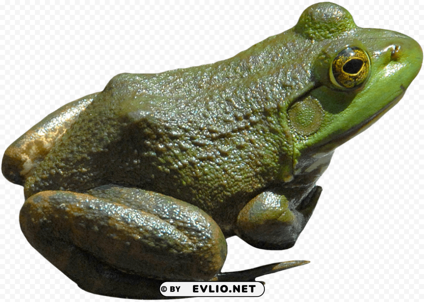frog Isolated Graphic on Transparent PNG