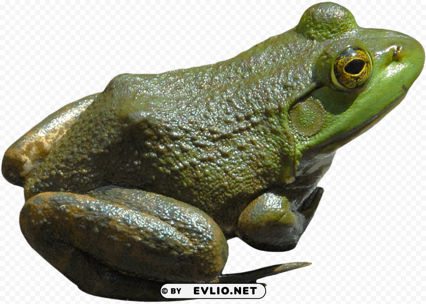 Frog Isolated Graphic On Transparent PNG