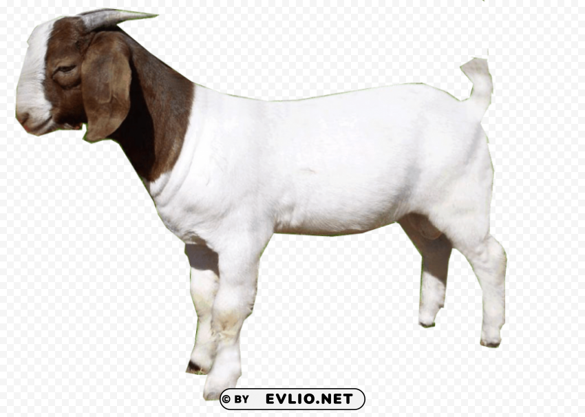 goat High Resolution PNG Isolated Illustration