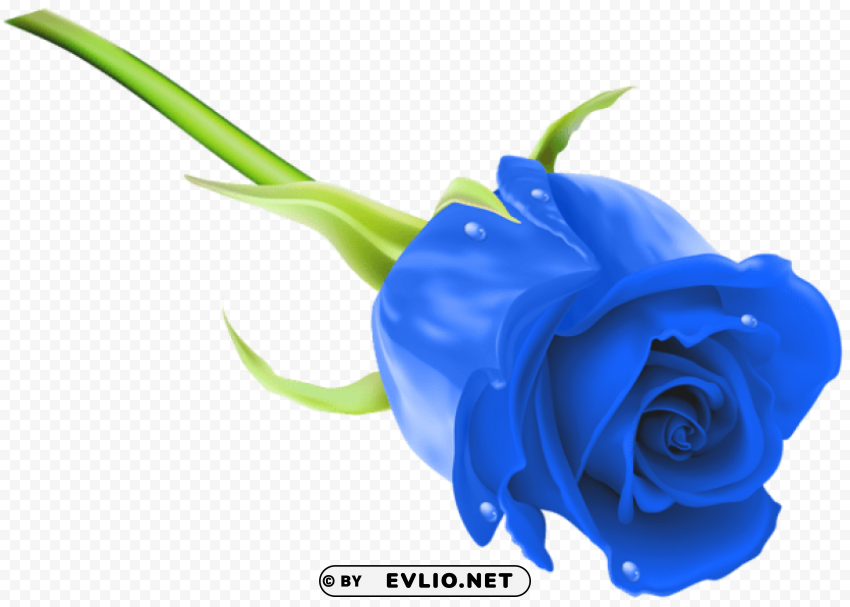 Blue Rose Transparent PNG Images For Graphic Design