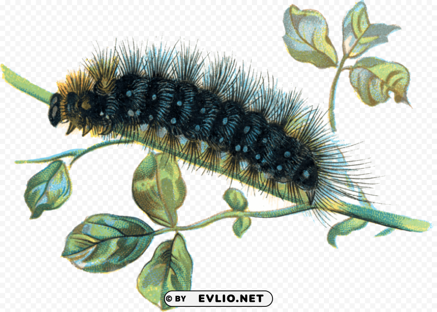 caterpillar on branch Isolated Subject on HighQuality PNG